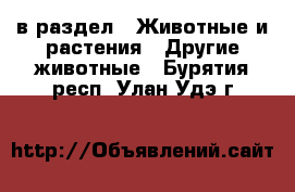  в раздел : Животные и растения » Другие животные . Бурятия респ.,Улан-Удэ г.